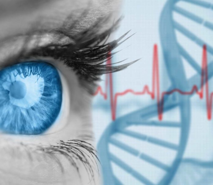 Los investigadores identifican cómo múltiples genes impactan el desarrollo de la visión